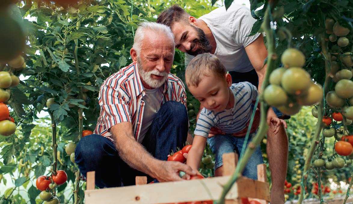 grandpa gardening with grandson and his own son
